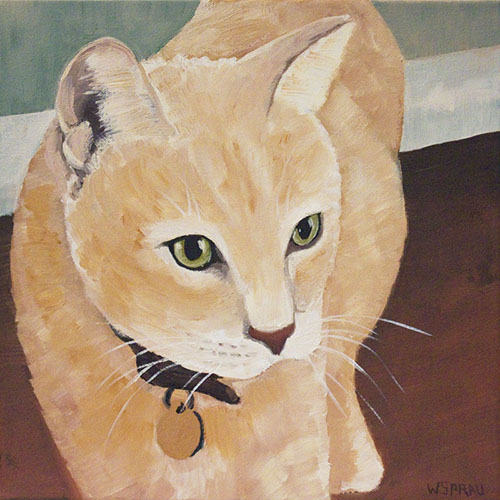 image of brucey the cat